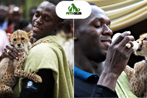 usain bolt pets