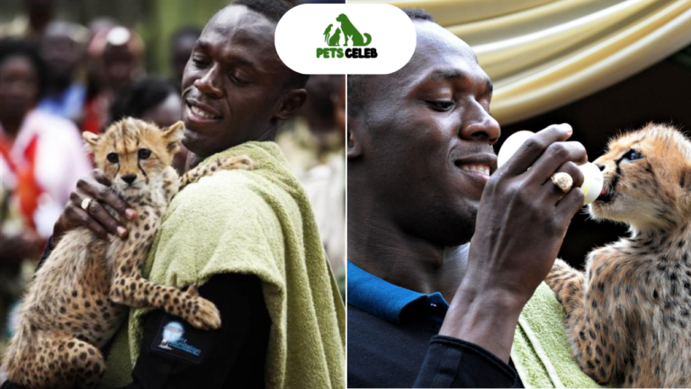 Usain Bolt Pets Everything You Need to Know About His Connection With Animals