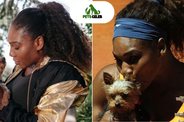 serena williams pets