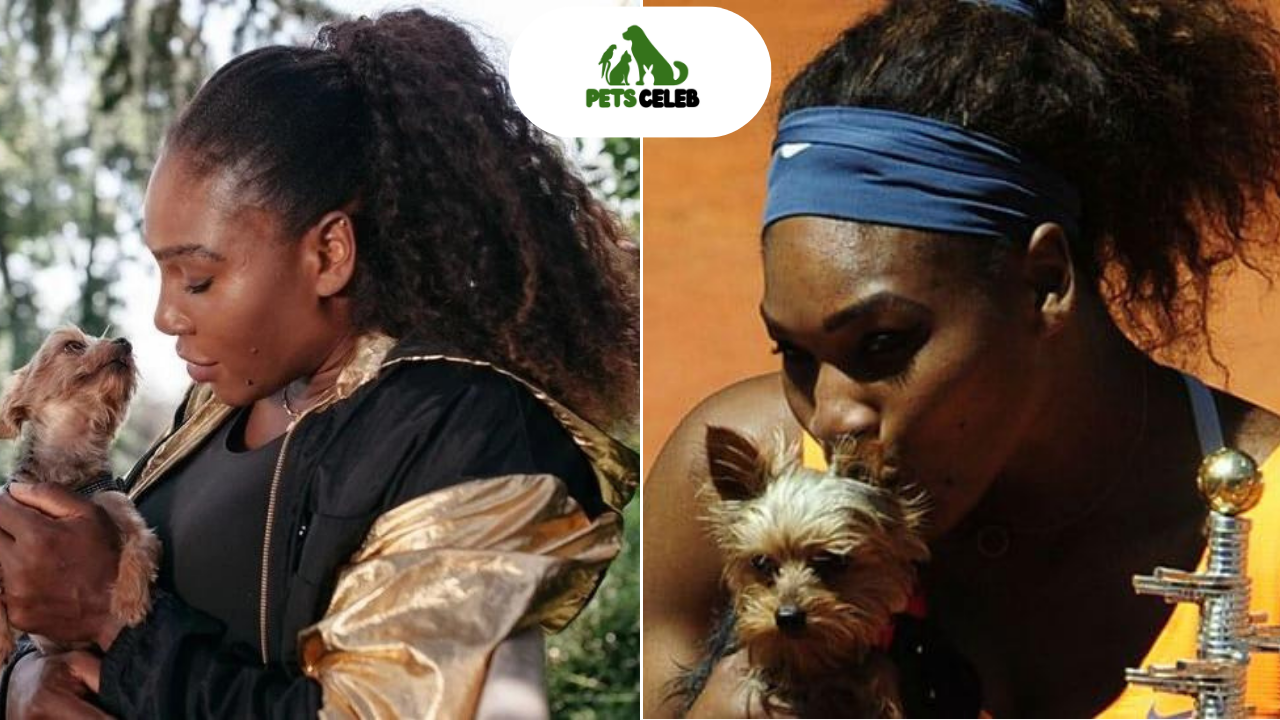 serena williams pets