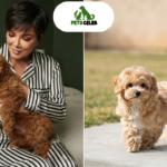 kris jenner pets