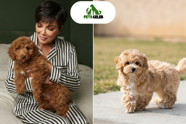 kris jenner pets
