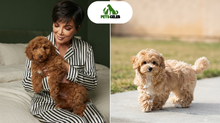 Kris Jenner Pets A Look at Her Beloved Dogs and Family’s Love for Animals