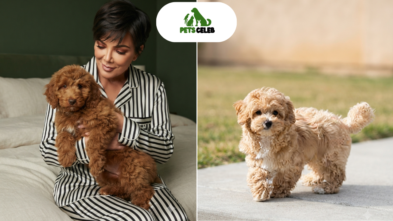 kris jenner pets