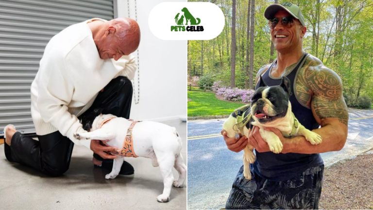 Dwayne Johnson Pets Meet The Rock’s Beloved Dogs and His Love for Animals