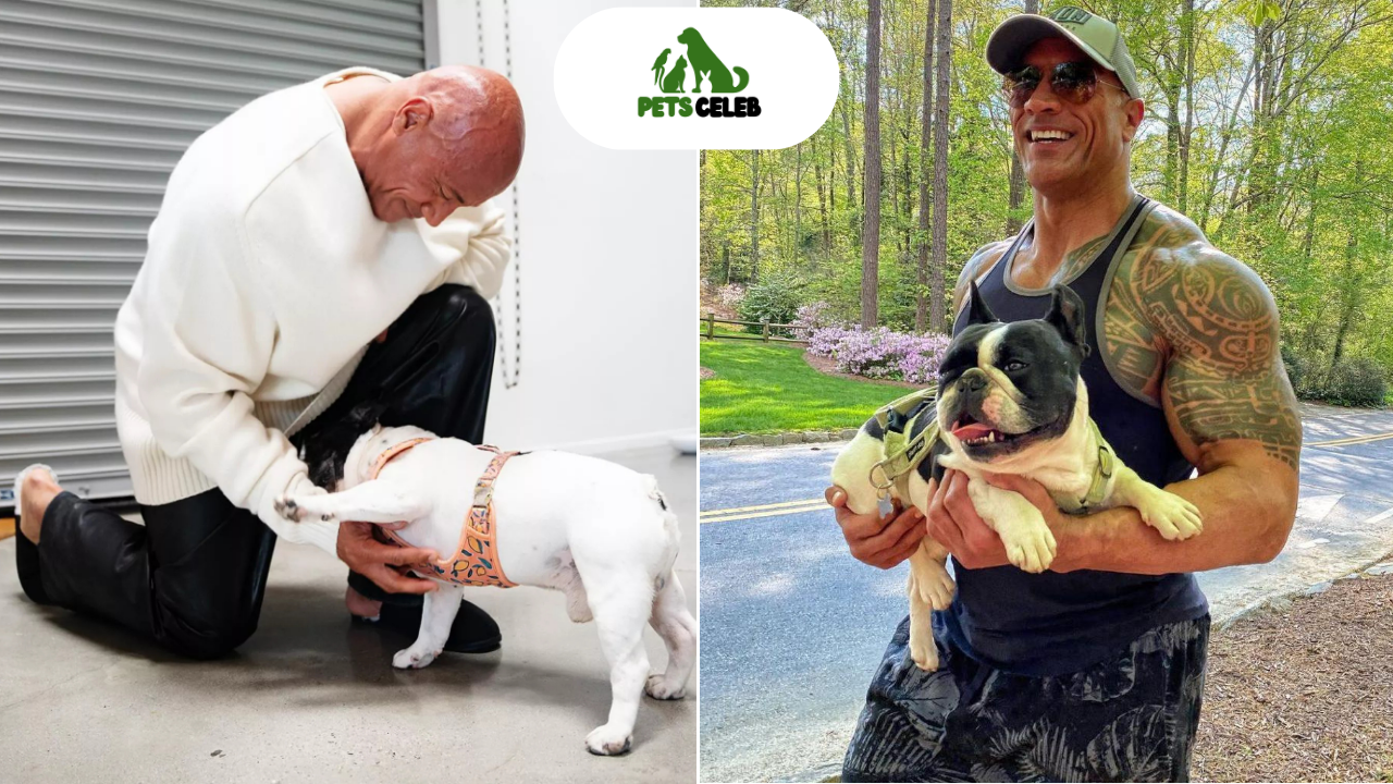 dwayne johnson pets