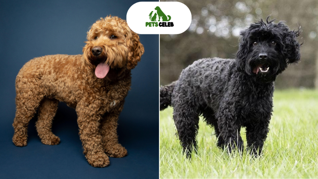 Cockapoo