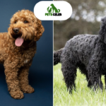 Cockapoo