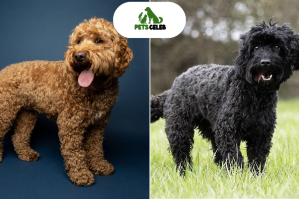 Cockapoo