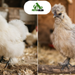 fur hen