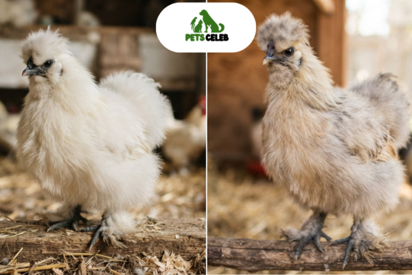 fur hen